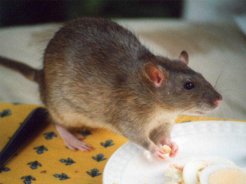 Common brown rat