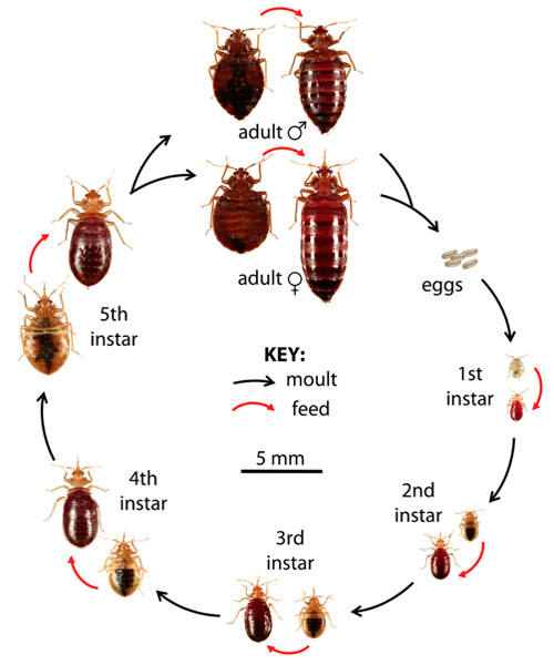 Life cycle of bed bugs