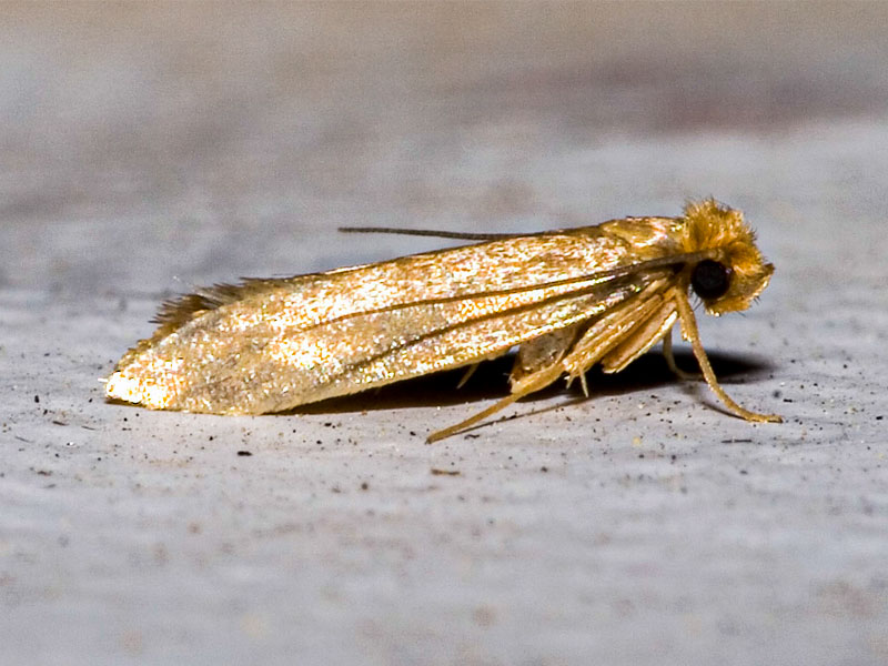 Common clothes moth