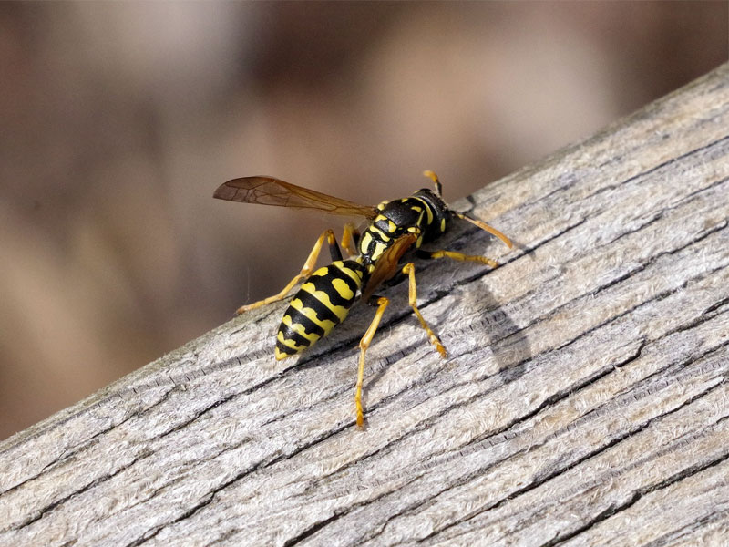 Common wasp species