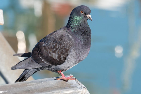 Feral pigeon nuisance bird