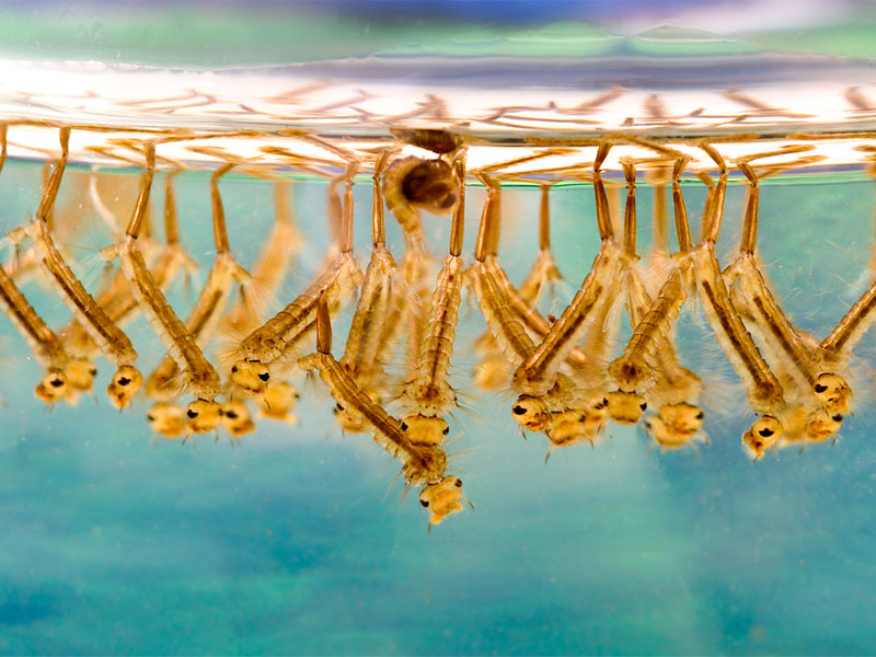 Mosquito larvae underwater