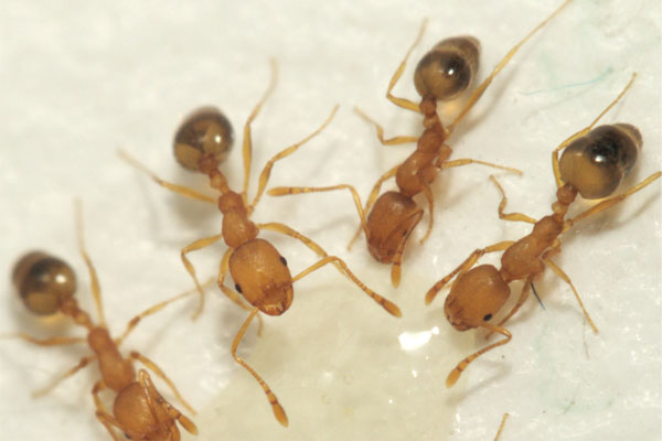 Pharaoh ants