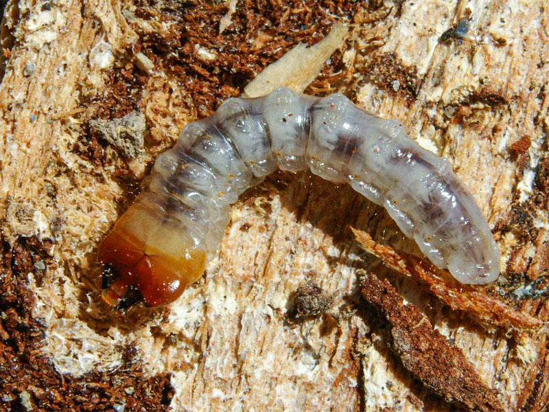 Woodworm larva feeds on wood