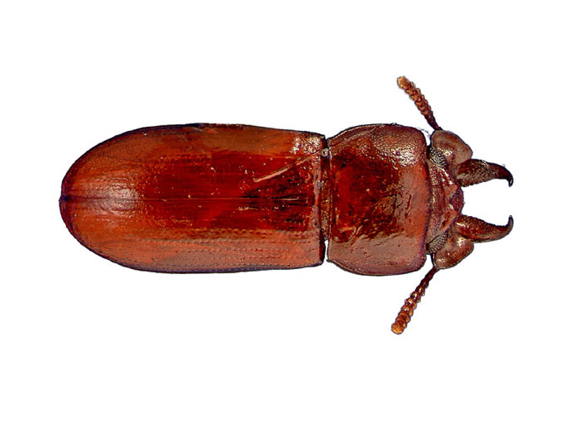 Broad-horned flour beetle SPI