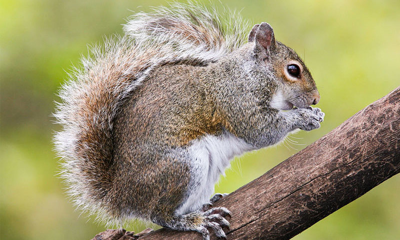 Grey squirrel species