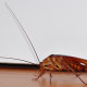 Cockroaches' behavioural traits