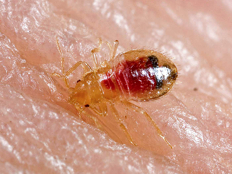 Carpet Beetle Rash Vs Bed Bug Bites, Do Bed Bugs Live In Rugs