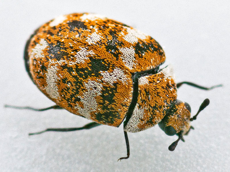 Carpet beetle control London UK