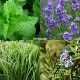 Insect repellent plants UK