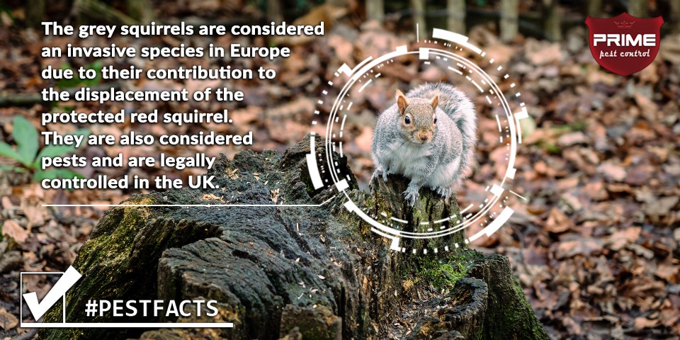 Grey squirrels are considered an invasive species in the UK