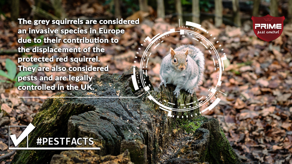 grey-squirrel-invasive-species-infographic-Version2