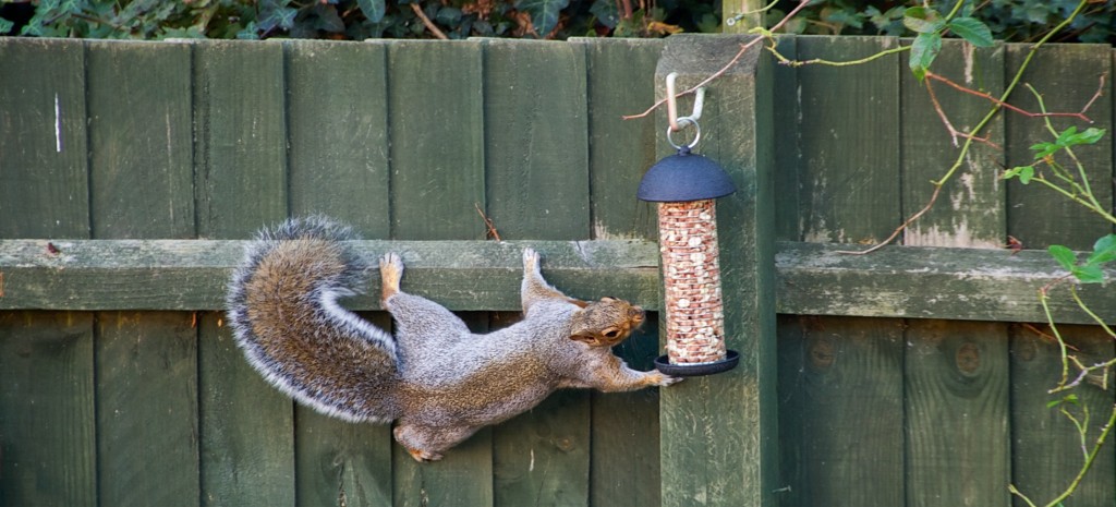 grey-squirrel-stealing-bird-food