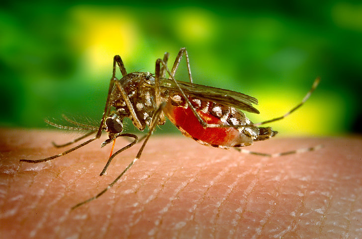 Asian tiger mosquito biting